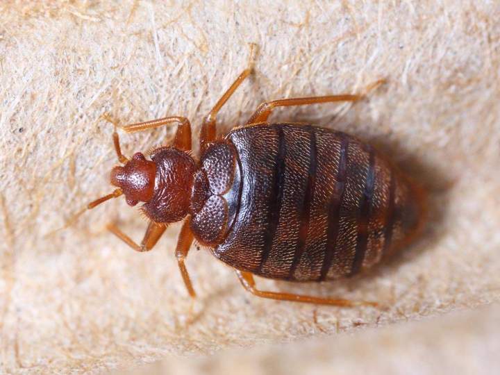 Désinsectisation de puces de parquet et punaises de lit Allier
