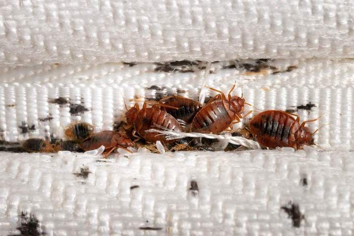 Élimination de puces de parquet et punaises de lit Allier