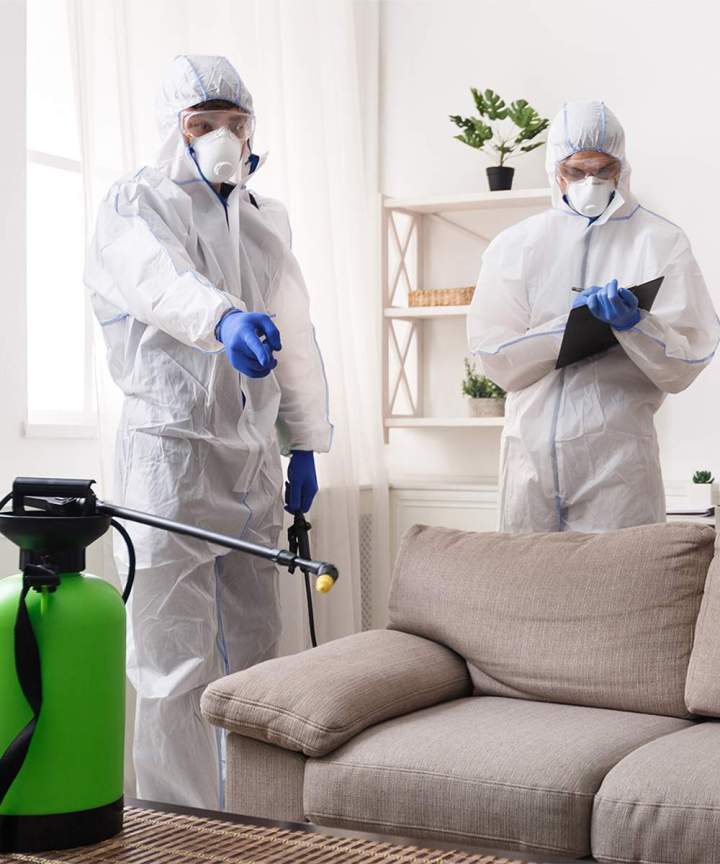 Désinsectisation puces de parquet et punaises de lit Allier