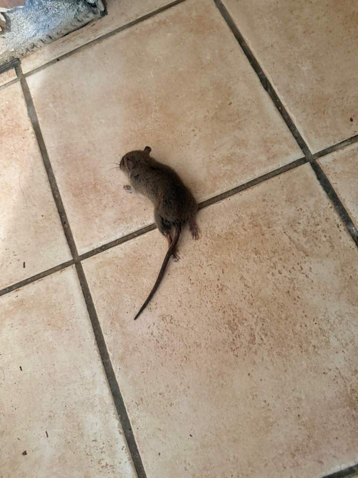 souris