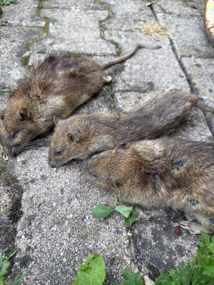 Élimination des rongeurs : rats, souris et autres